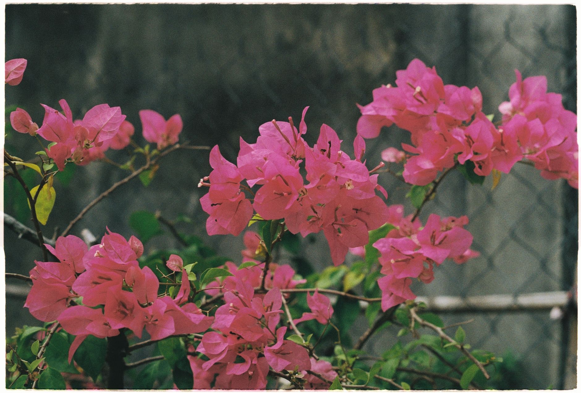 hoa dễ trồng - giàn giấy rực đỏ